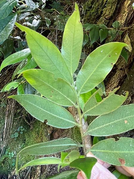 植物教室~船型山林道