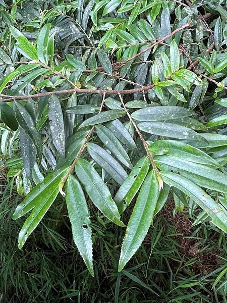 植物教室~船型山林道