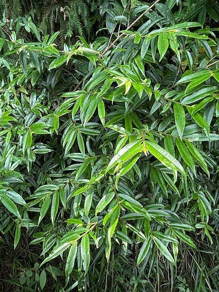 植物教室~船型山林道