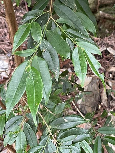 植物教室~船型山林道