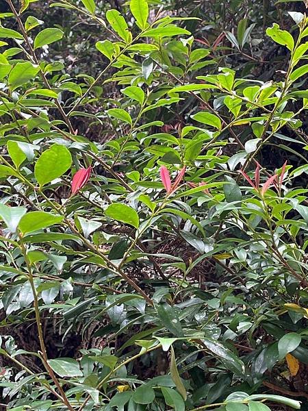 植物教室~船型山林道