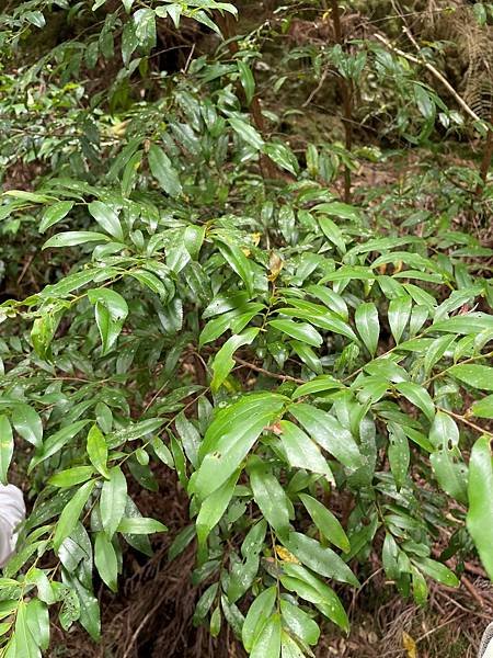 植物教室~船型山林道