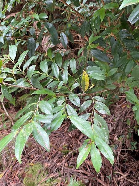 植物教室~船型山林道
