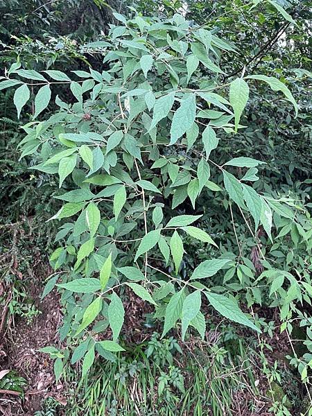 植物教室~船型山林道