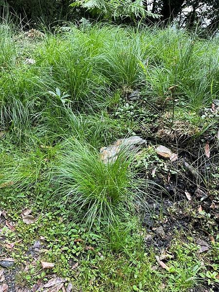 植物教室~船型山林道