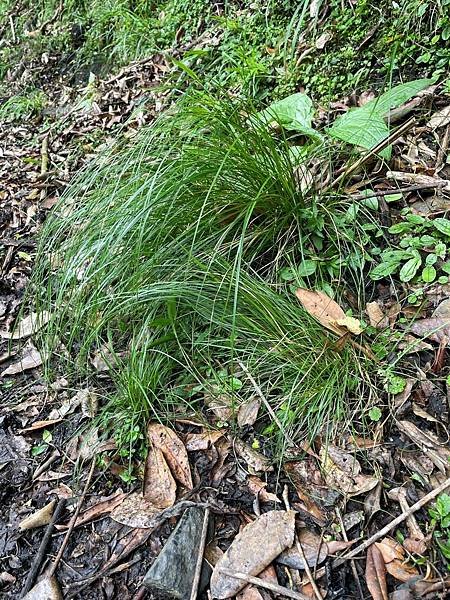 植物教室~船型山林道
