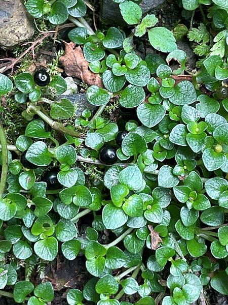 植物教室~船型山林道