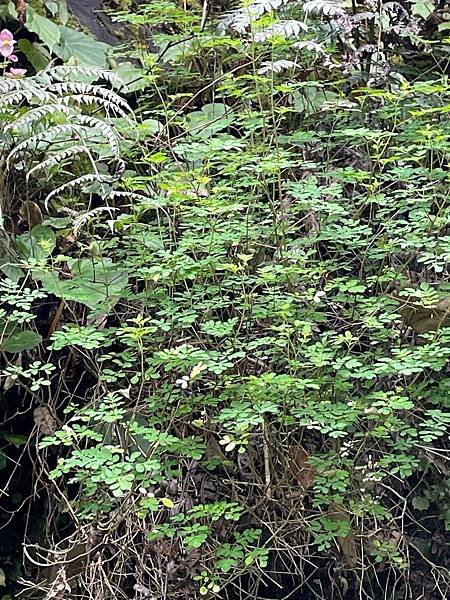 植物教室~船型山林道