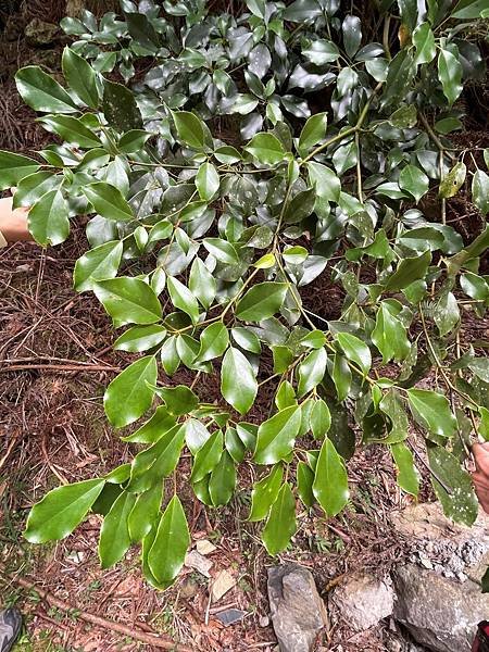 植物教室~船型山林道