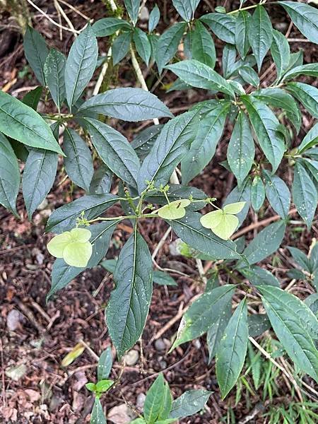 植物教室~船型山林道