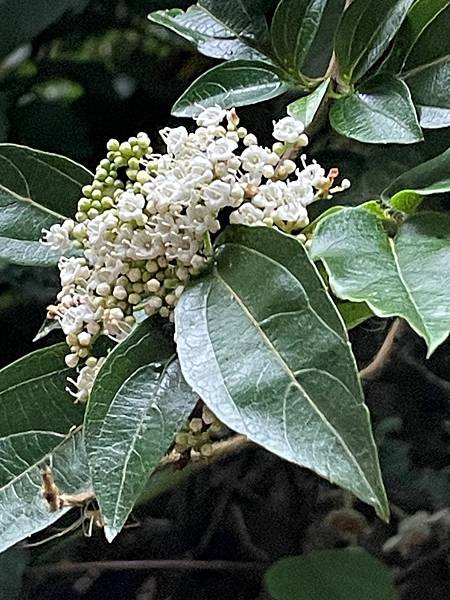 植物教室~船型山林道