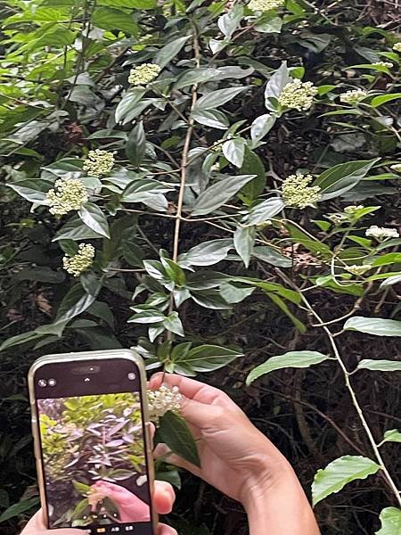 植物教室~船型山林道