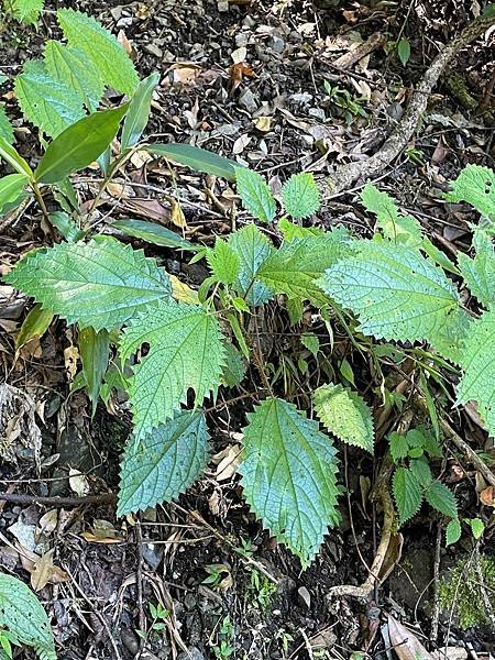 植物教室~船型山林道