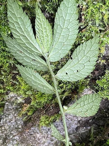 植物教室~船型山林道
