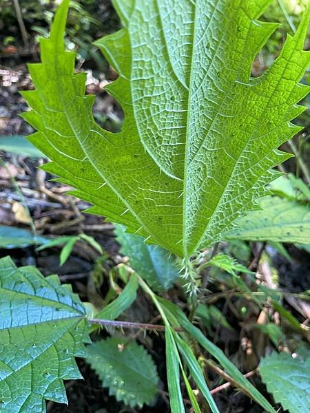 植物教室~船型山林道