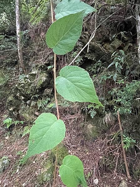 植物教室~船型山林道