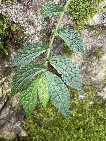 植物教室~船型山林道