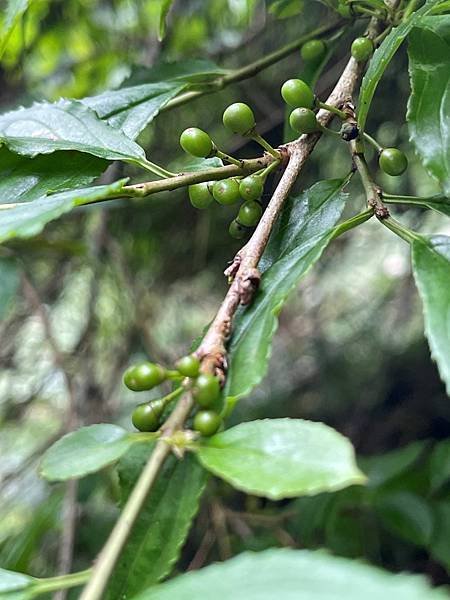 植物教室~船型山林道