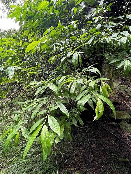 植物教室~船型山林道