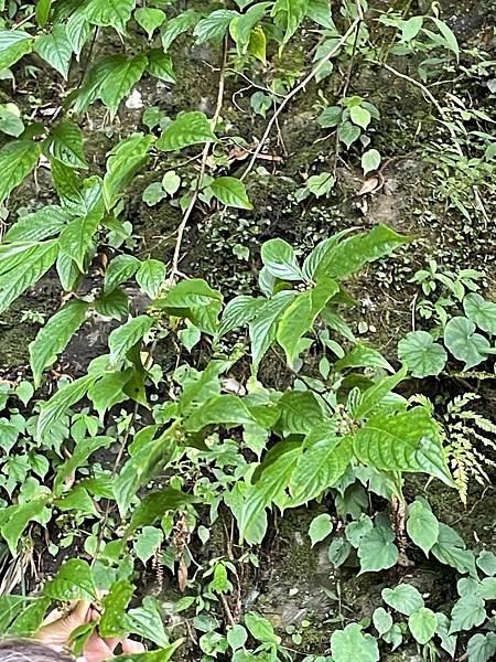 植物教室~船型山林道