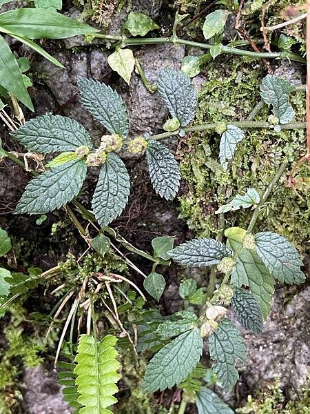 植物教室~船型山林道
