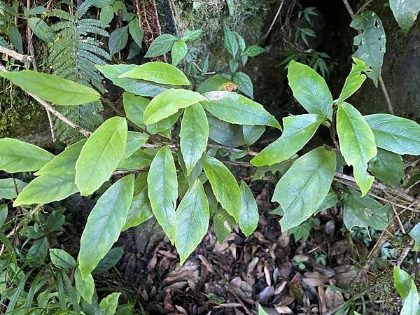 植物教室~船型山林道
