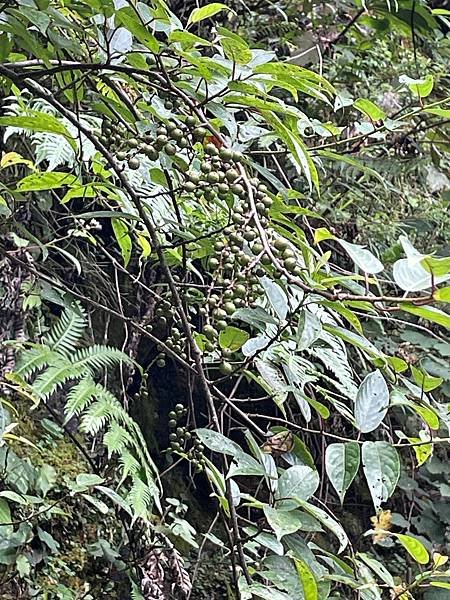 植物教室~船型山林道