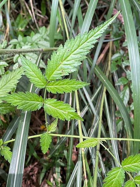 植物教室~船型山林道
