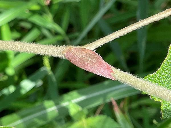 植物教室~船型山林道