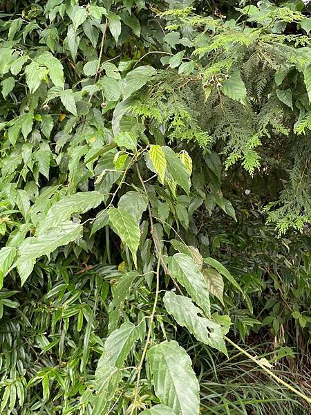 植物教室~船型山林道