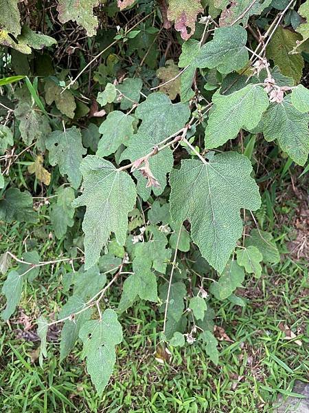 植物教室~船型山林道