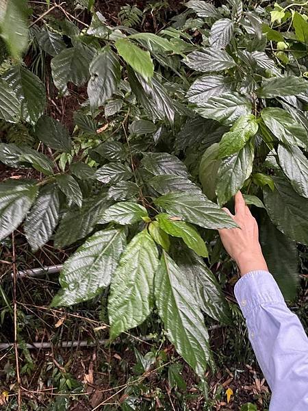 植物教室~雪見 凹嶩