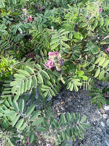 灰毛豆(Tephrosia purpurea)