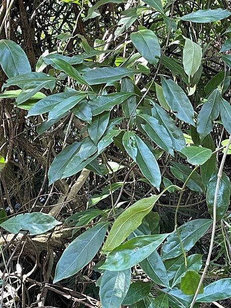 植物教室~峨眉六寮藤坪步道