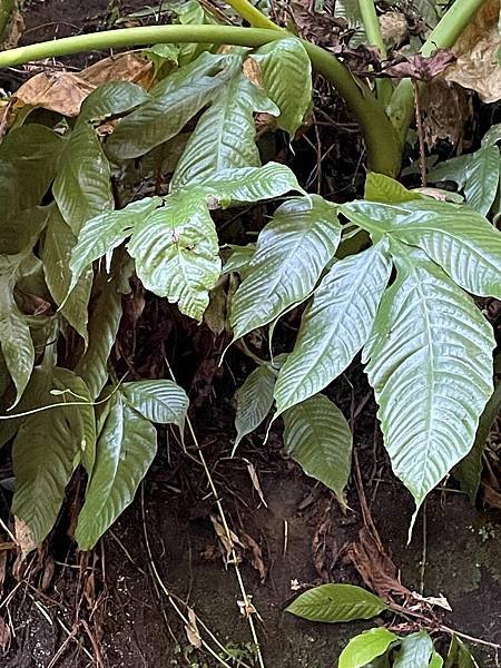 植物教室~峨眉六寮藤坪步道