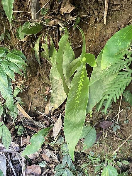 植物教室~峨眉六寮藤坪步道