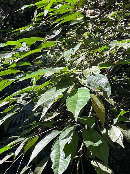 植物教室~峨眉六寮藤坪步道