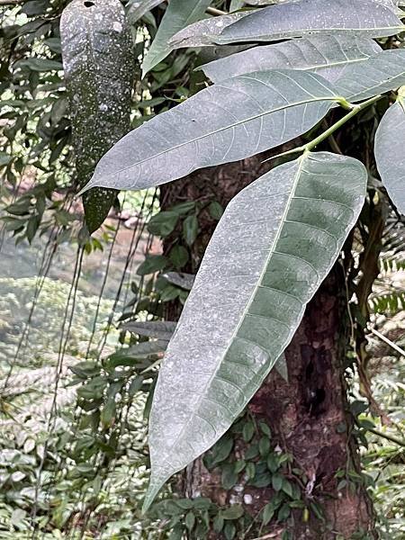 植物教室~峨眉六寮藤坪步道