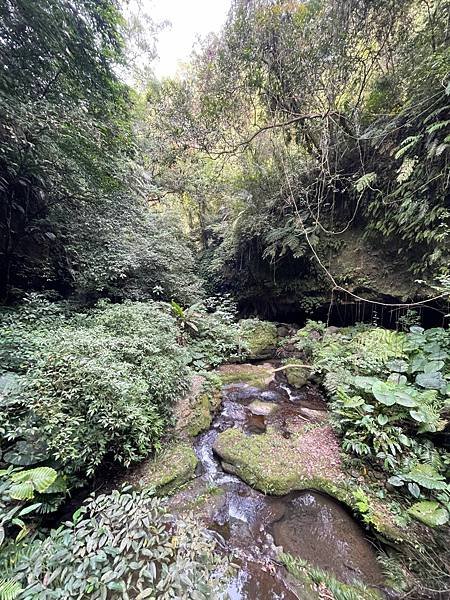 植物教室~峨眉六寮藤坪步道