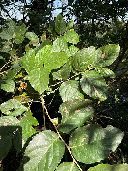 植物教室~峨眉六寮藤坪步道