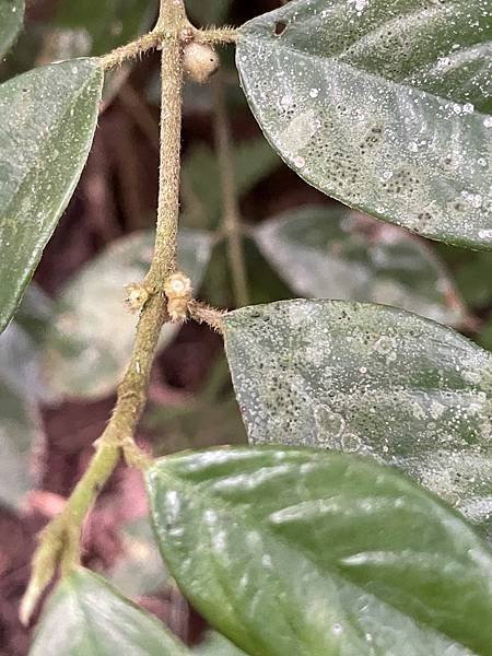 植物教室~峨眉六寮藤坪步道