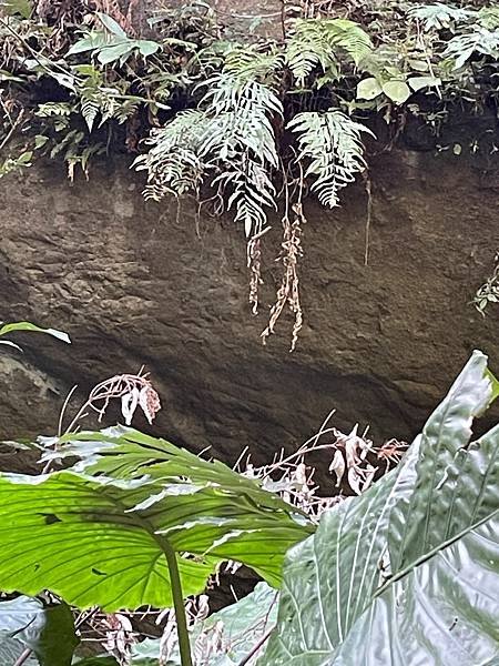 植物教室~峨眉六寮藤坪步道