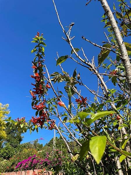 蜂鳥花(Ruttya fruticosa)