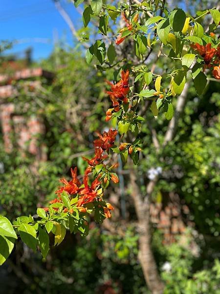 蜂鳥花(Ruttya fruticosa)