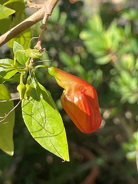 蜂鳥花(Ruttya fruticosa)