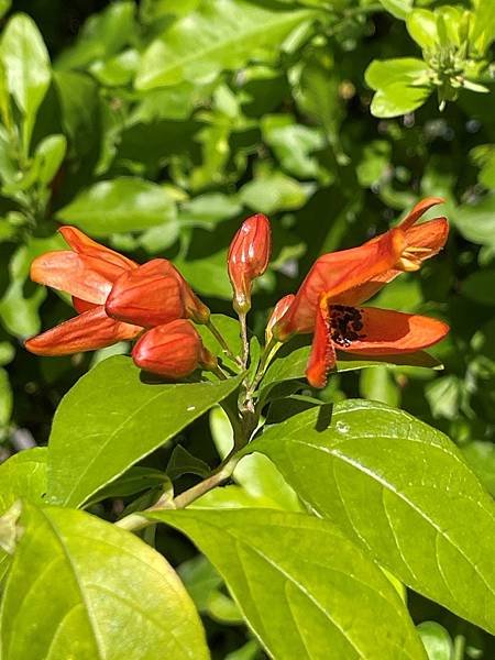 蜂鳥花(Ruttya fruticosa)