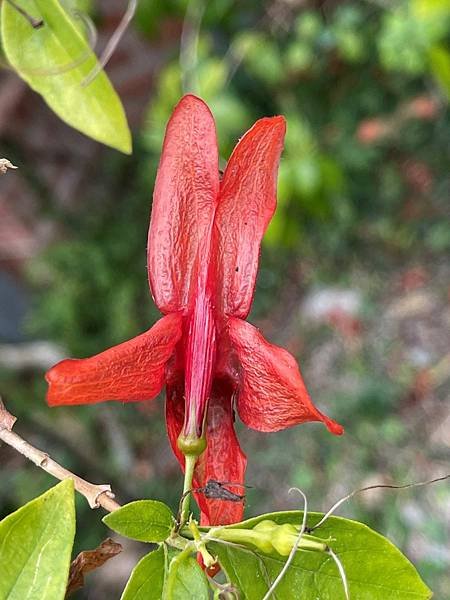 蜂鳥花(Ruttya fruticosa)