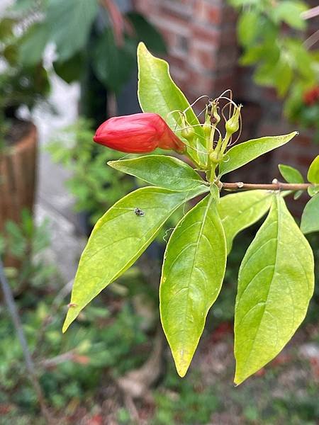 蜂鳥花(Ruttya fruticosa)