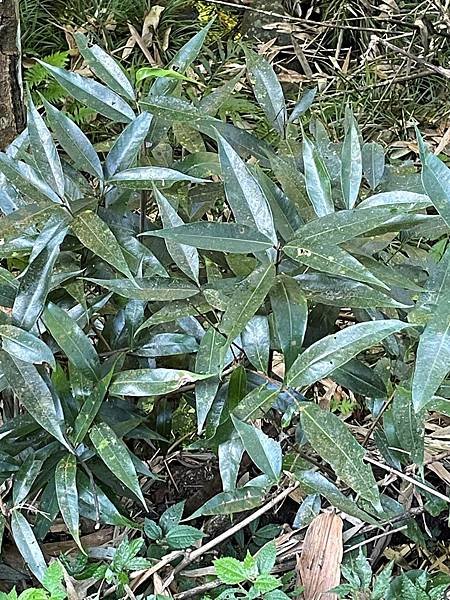 植物教室~峨眉六寮藤坪步道