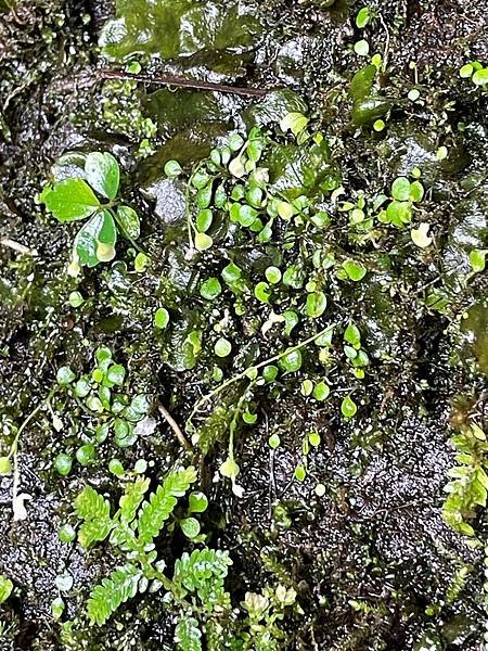 植物教室~峨眉六寮藤坪步道